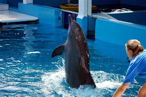 The Legacy Of Winter The Dolphin In Clearwater Beach