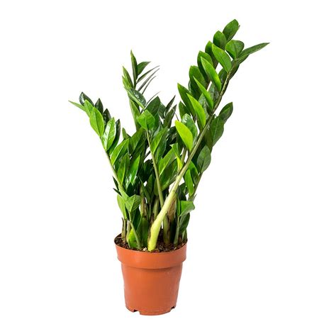zamioculcas zamiifolia zz plant terracotta plants