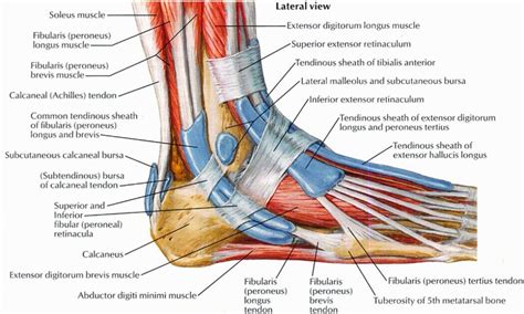 This diagram of the foot will prove beneficial in understanding the bones of the foot better. Could Your Shoes Be The Cause of Foot Dysfunction and ...