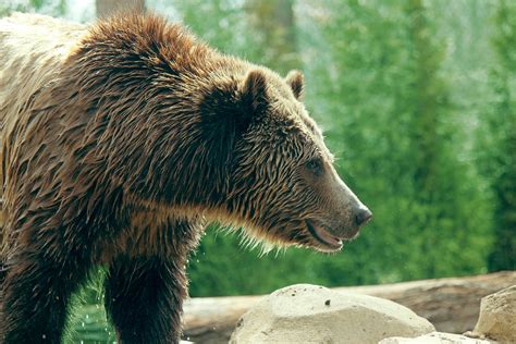 Grizzlybär Profil Kostenloses Stock Bild Public Domain Pictures