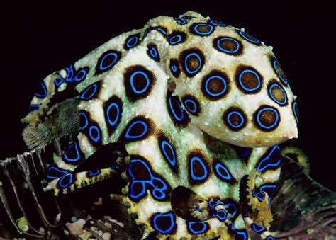5 Blue Blue Ringed Octopus Hd Wallpaper Pxfuel