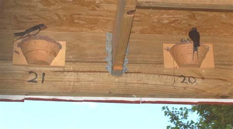 A New Barn Swallow Shelter