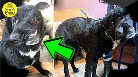 Rescue Dog With A Disfigured Face Is Looking For A Forever Home Youtube