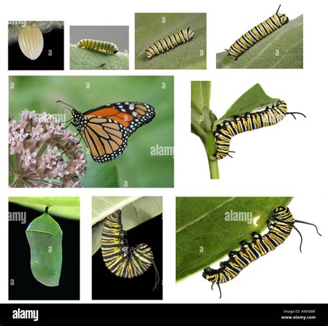 Monarch Butterfly Life Cycle Stock Photo Alamy