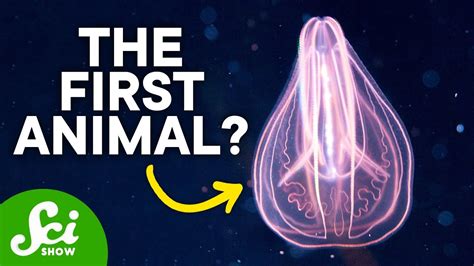 The First Animal Ever On Earth Youtube