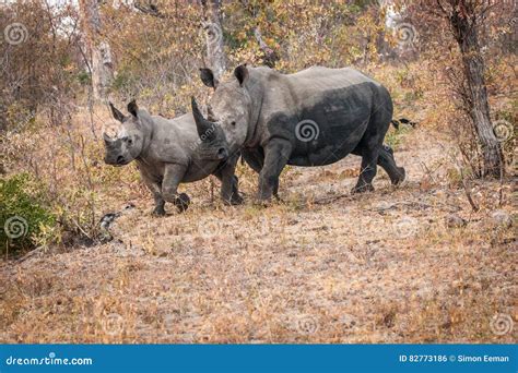 Bounding White Rhino In The Kruger National Park South Africa Stock