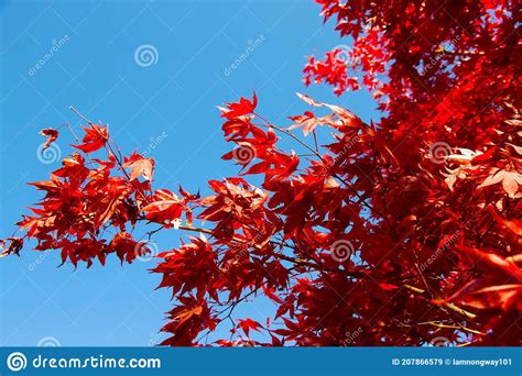 Maple Tree Red Leaf With Blue Sky Summer Background Stock Image Image