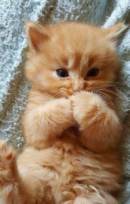 20 Precious Pictures Of Ginger Kittens That Will Make You