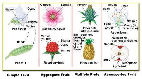 Differences Of Simple Fruit Aggregate Multiple And Accessories Fruit Fruits Name