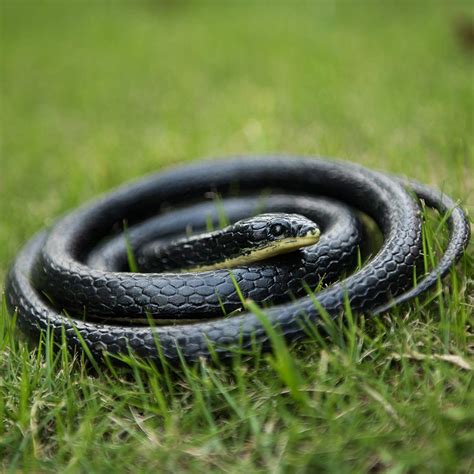 Fake Snake That Look Real Rubber Scary Gag Durable Garden Prop