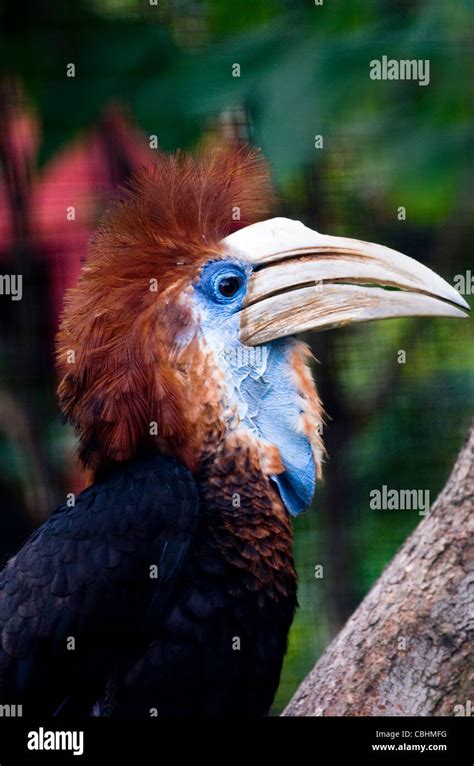 A West African Yellow Casqued Hornbill Stock Photo Alamy