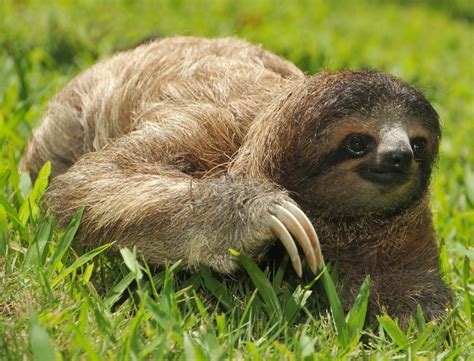 What Is A Three Toed Sloth With Pictures