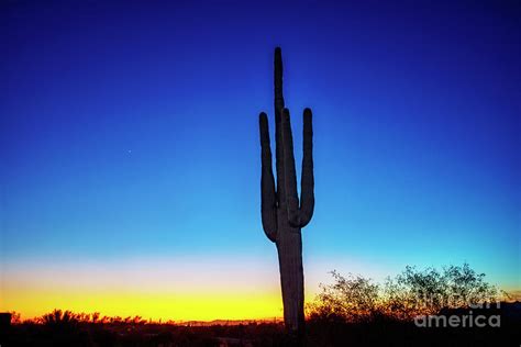 Silhouette Of Saguaro Cactus At Sunset Photograph By David Arment