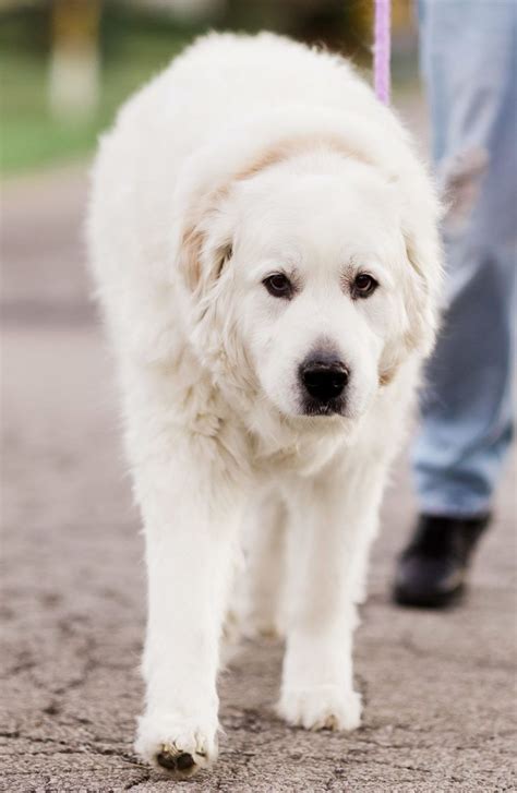 Pyrador Your Guide To The Great Pyrenees Labrador Mix Great