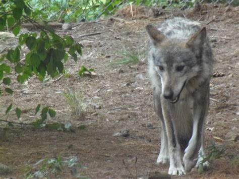 Wolf Mexican Wolf Zoochat