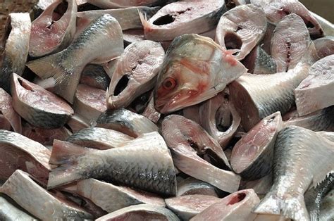 The purpose of this list is to give the reader an idea of which species of fish are generally considered kosher. 'We do not get a chance at happiness': the Bangladeshi ...