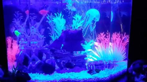 My 65 Gallon Glofish Aquarium Youtube