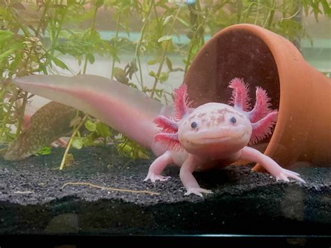 15 Ideal Tank Mates To Pair With Axolotls A Z Animals