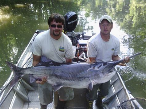 Check Out This Giant Paddlefish We Found While Sampling On The Chariton