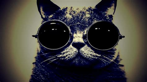 41 Cat With Sunglasses Wallpaper Wallpapersafari