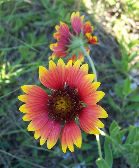 Florida wildflowers was established as a site in 1995 when the world wide web was just beginning to be used by the public. 10 Native Florida Flowers for Your Garden | Florida Smart ...