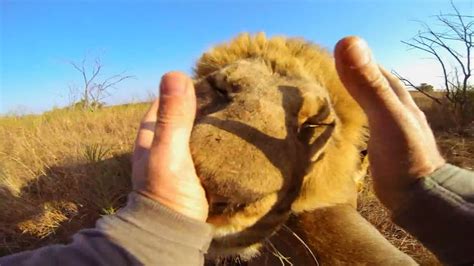 The Virtual Travelers Must See Kevin Richardson The Lion Whisperer