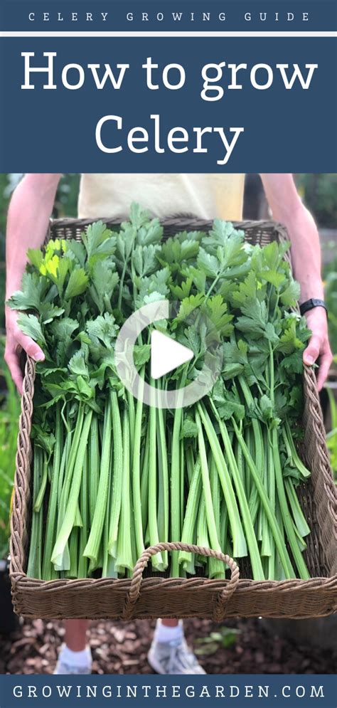 Five Tips For Growing Celery Growing Celery Growing In The Garden