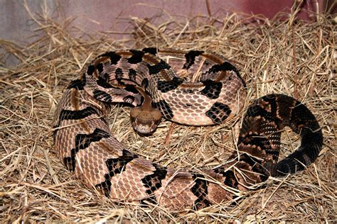 Rattlesnake cable company, missoula, montana. Couple Arrested for Driving Stolen Car Filled with Uranium, a Rattlesnake and Whiskey: 'There's ...
