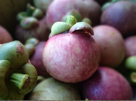 Gambar Apel Menanam Buah Ungu Makanan Panen Menghasilkan Sayur
