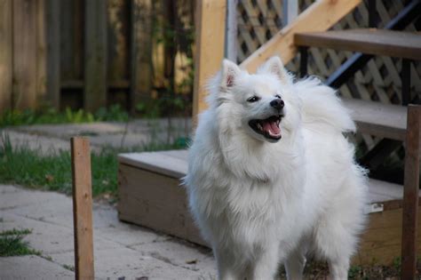 American Eskimo Dog Wallpapers High Quality Download Free