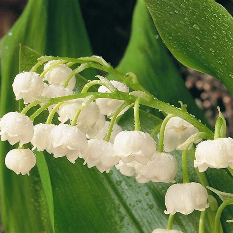 Buy Lily Of The Valley Convallaria Majalis £599 Delivery By Crocus