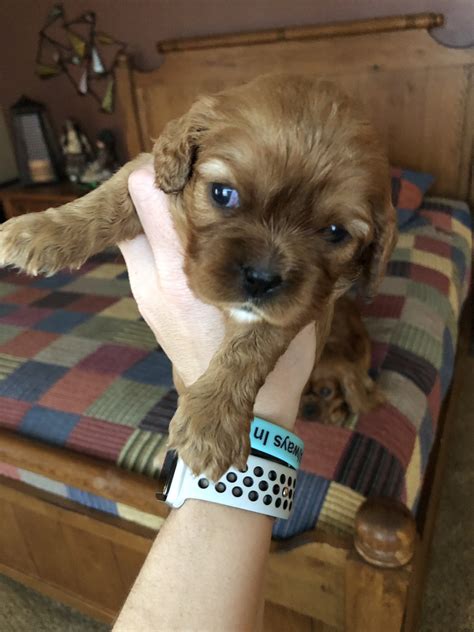 If you're considering adopting a cavalier king charles spaniel puppy, make sure you understand this breed's special health considerations. Cavalier King Charles Spaniel Puppies For Sale | Davenport ...