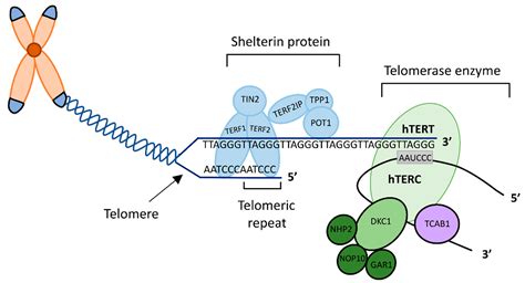 Ijms Free Full Text Telomere And Telomerase Associated Proteins In