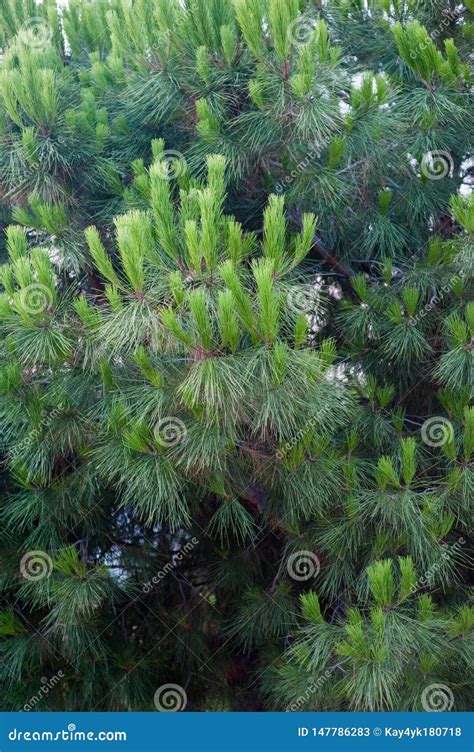Green Mountain Pine Pinus Mugo Closeup With Young Cones On Blurred