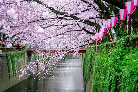 Free Photo Cherry Blossom Rows Along The Meguro River In Tokyo Japan