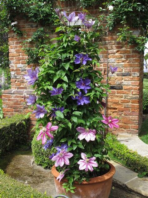 Beautiful Clematis In A Pot Clematis Is Perfect For Adorning Lamp Or