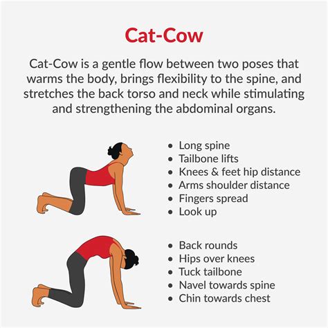 Cat Cow Pose Benefits Health Benefits Of Cat Cow Poses Perform Cat