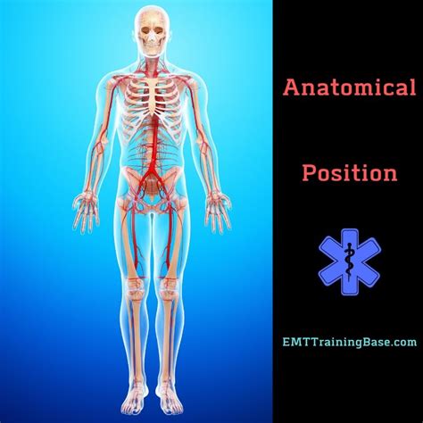 Anatomy Body Positions