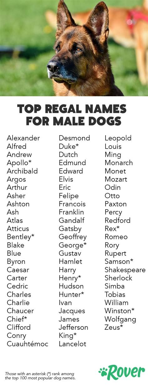 142 Best Regal Dog Names Dog Names Male Dog Names Best Dog Names