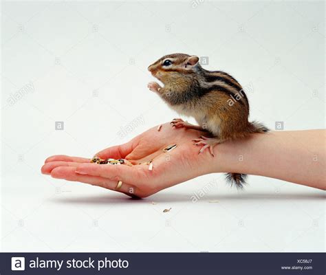 Chipmunk Hands High Resolution Stock Photography And Images Alamy