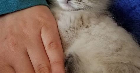Sassy Kitten Imgur