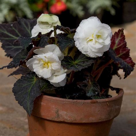 Tuberous Begonia Better Homes And Gardens