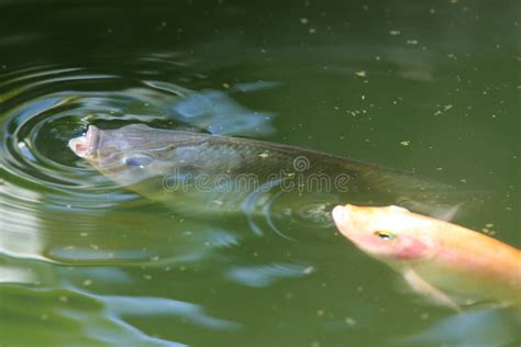 Fishes Swimming In Lake Stock Photo Image Of Orange Animals 6716538