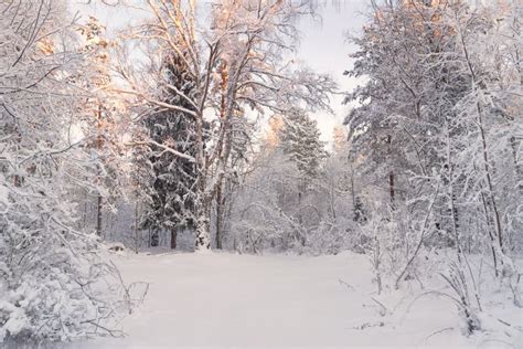 Frosty Landscape In Snowy Forestwinter Forest Landscape Beautiful