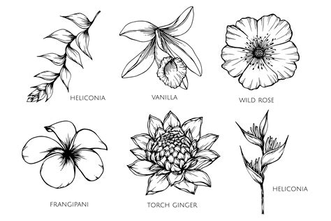 Different different flowers sketch pic draw different flower how to. Collection set of flower drawing illustration. - Download ...