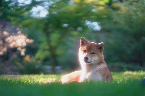 Hokkaido Dog Wallpapers 28 Images Inside