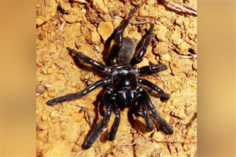 Spider Believed To Be Worlds Oldest Is Dead