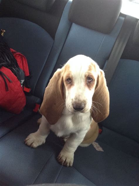 But it's very unhealthy for a dog at that age to have puppies. Bassett Hound Puppy - 15 Weeks Old | Sheffield, South Yorkshire | Pets4Homes