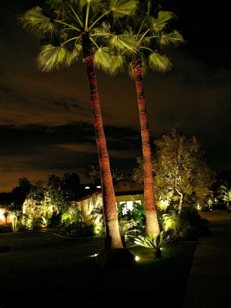Illuminated Palm Trees In Rancho Santa Fe