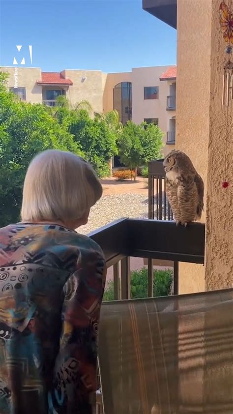 Grandmother Gets Regular Visits From A Friendly Owl This Grandmother Gets Regular Visits From